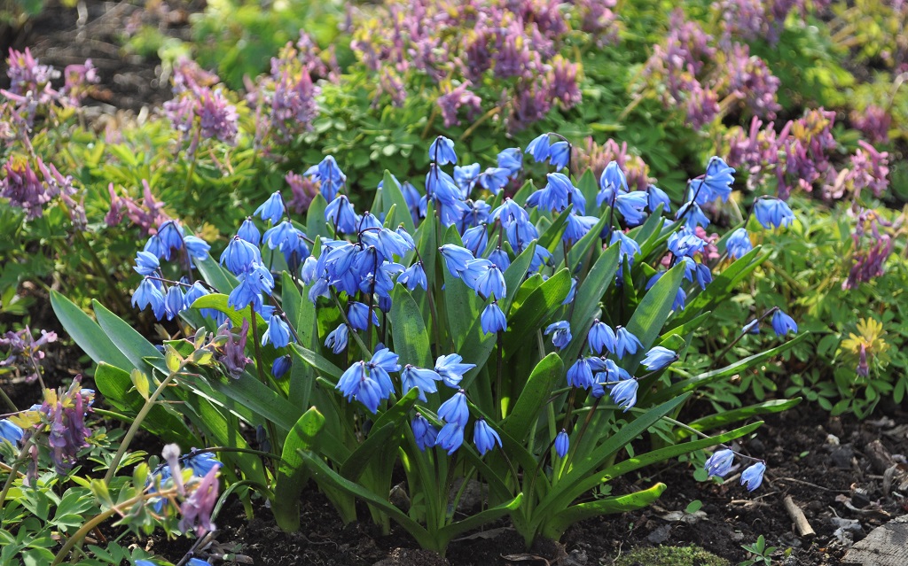 Image of Scilla siberica specimen.