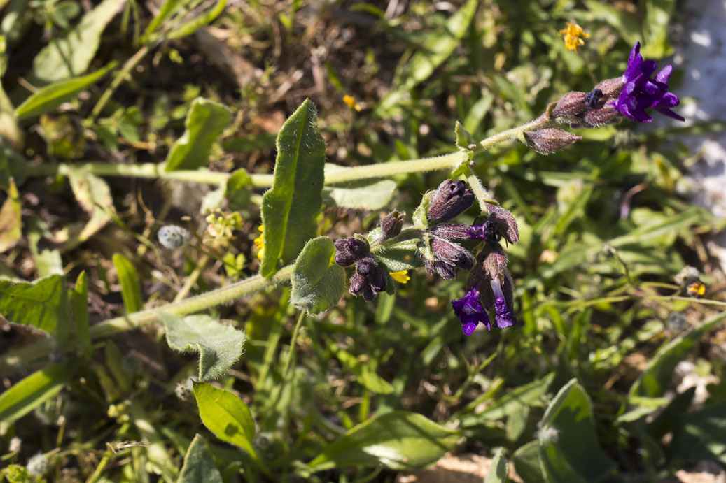 Image of Anchusa hybrida specimen.