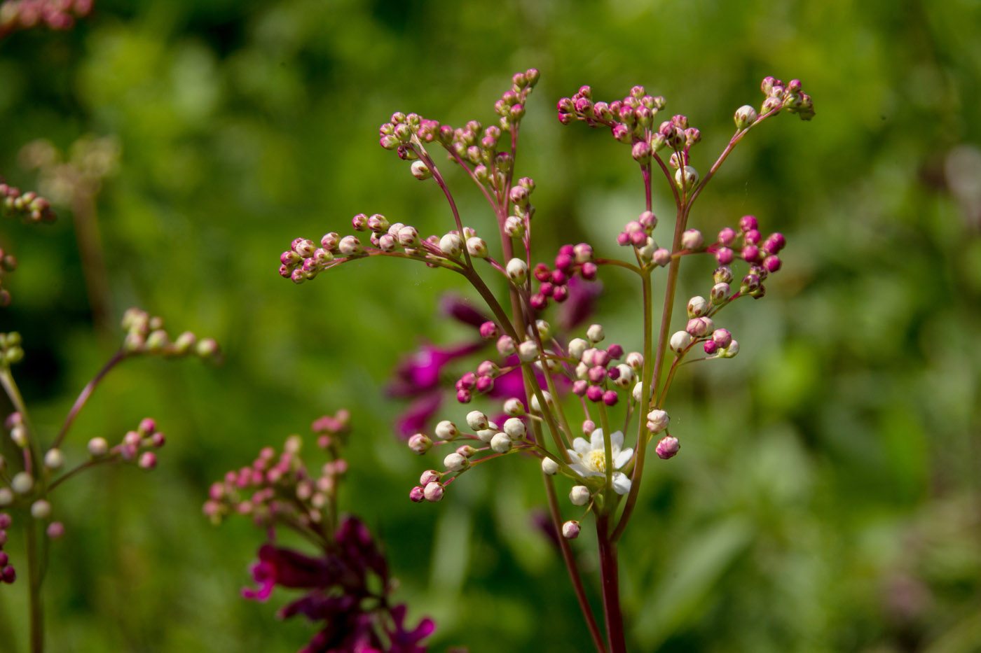 Image of Filipendula vulgaris specimen.