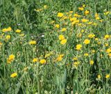 Sonchus arvensis ssp. uliginosus