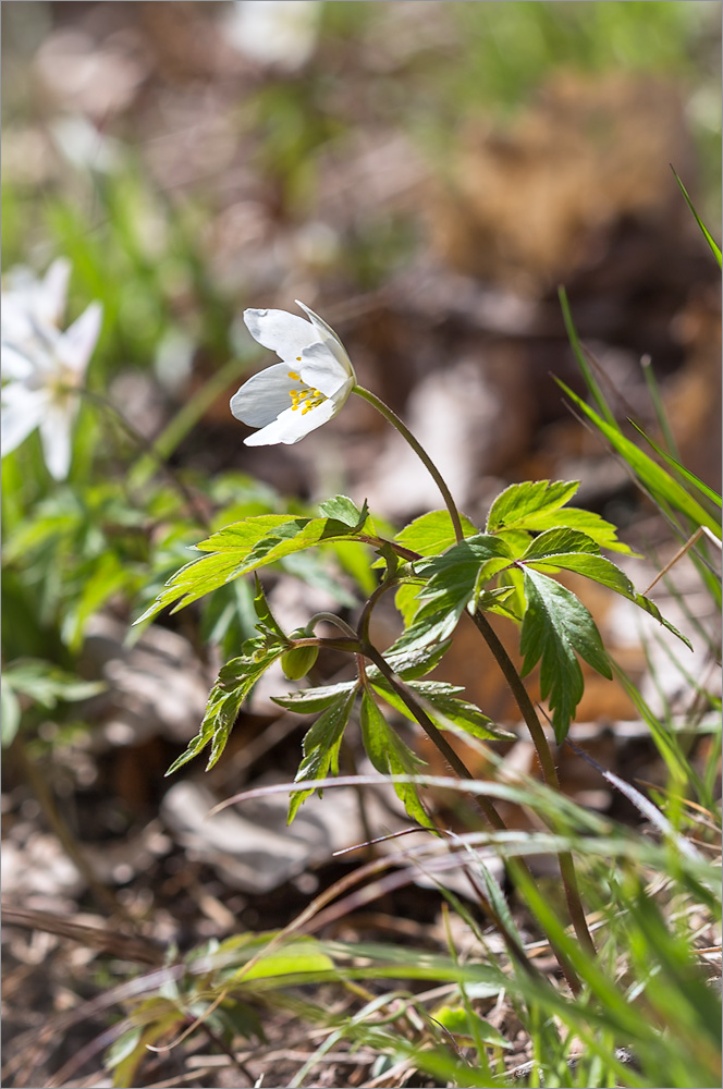 Image of Anemone nemorosa specimen.