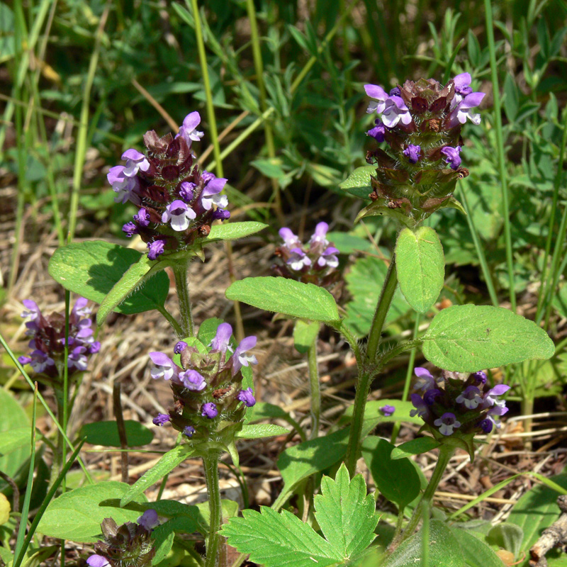 Image of Prunella vulgaris specimen.