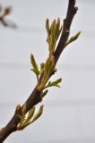 Rhus typhina. Часть ветви с распускающимися листьями. Москва, ВДНХ, в культуре. 01.05.2016.