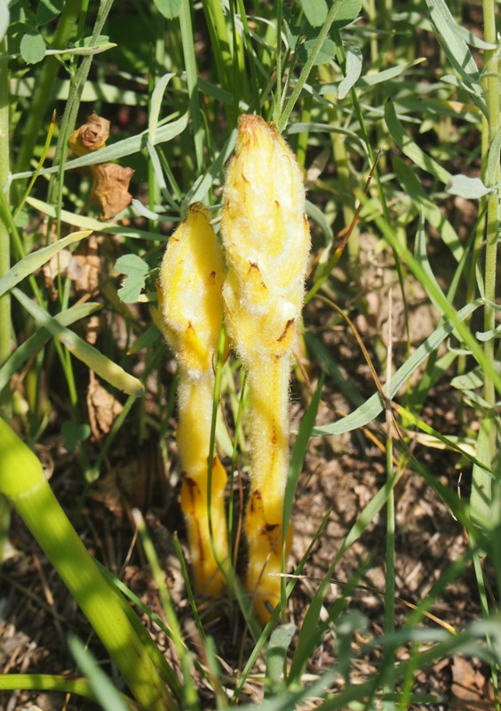 Image of Orobanche korshinskyi specimen.