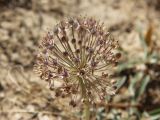 Allium verticillatum