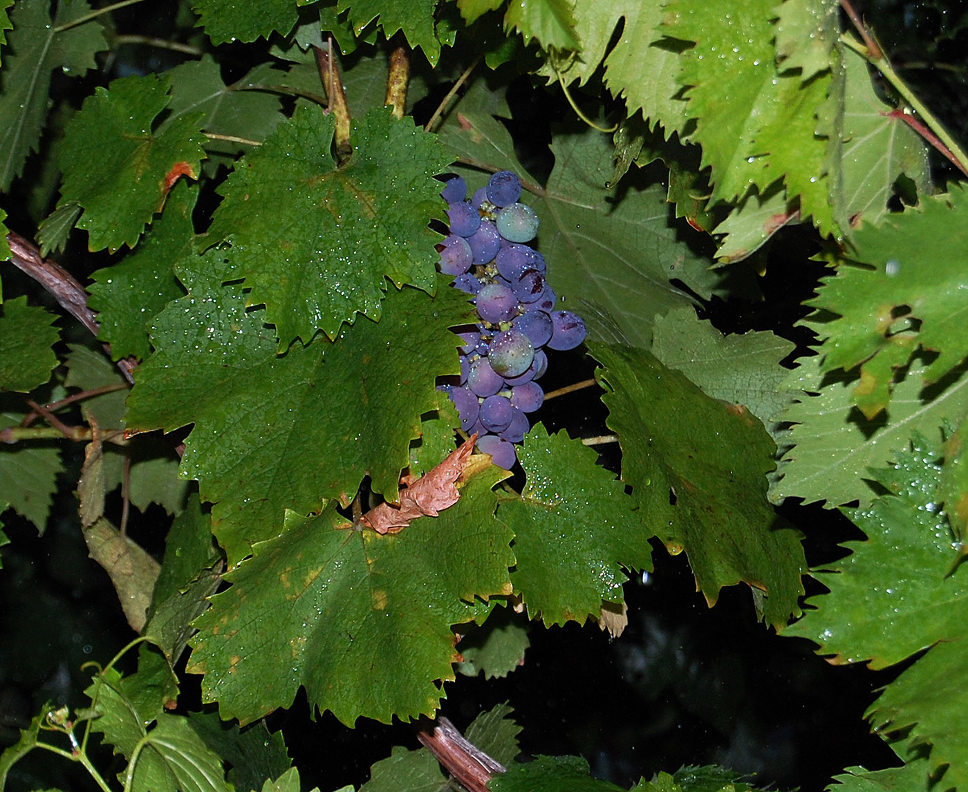 Image of Vitis vinifera specimen.