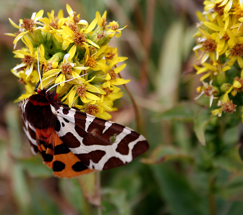 Image of Solidago virgaurea ssp. jailarum specimen.