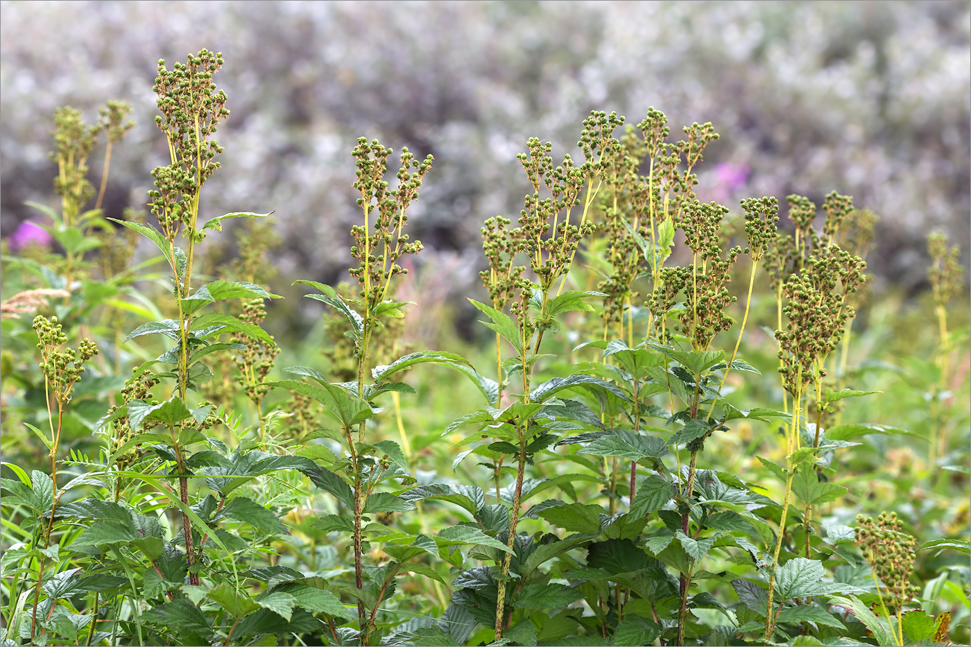 Изображение особи Filipendula ulmaria.