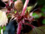 Смотреть изображение Lamium purpureum
