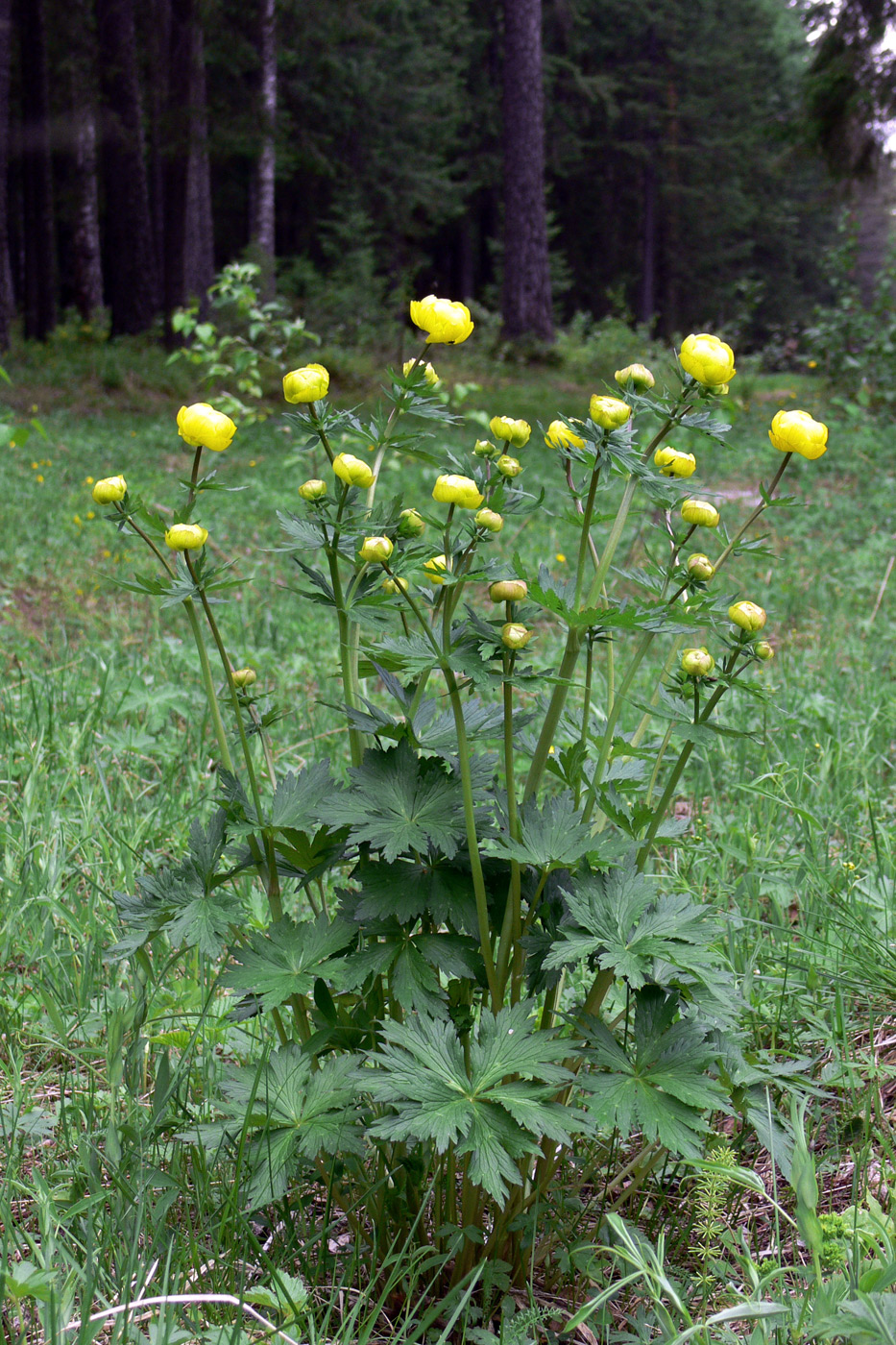 Image of Trollius europaeus specimen.