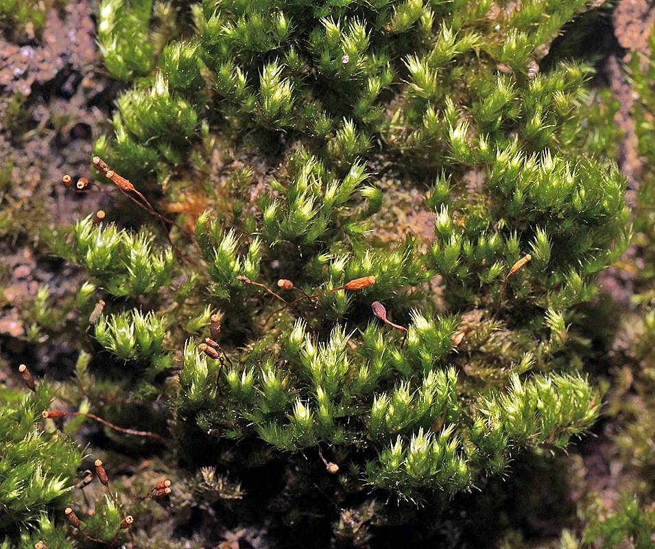 Image of Pylaisia polyantha specimen.