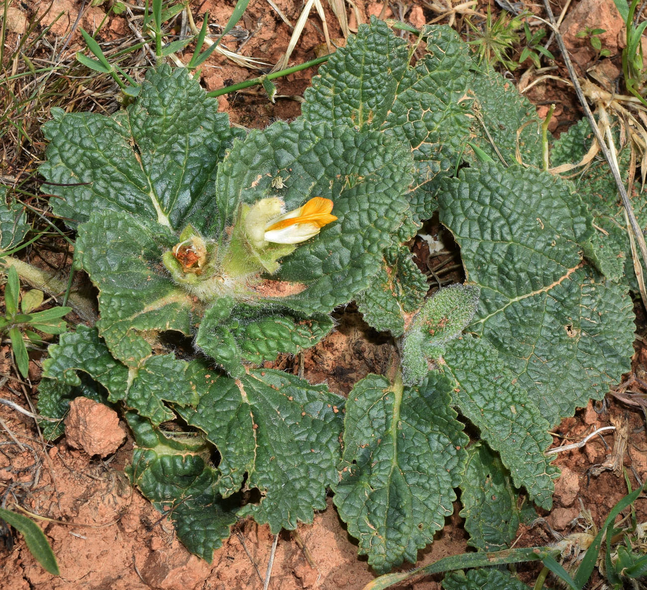 Image of Eremostachys isochila specimen.