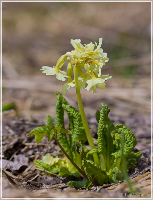 Image of Primula pallasii specimen.