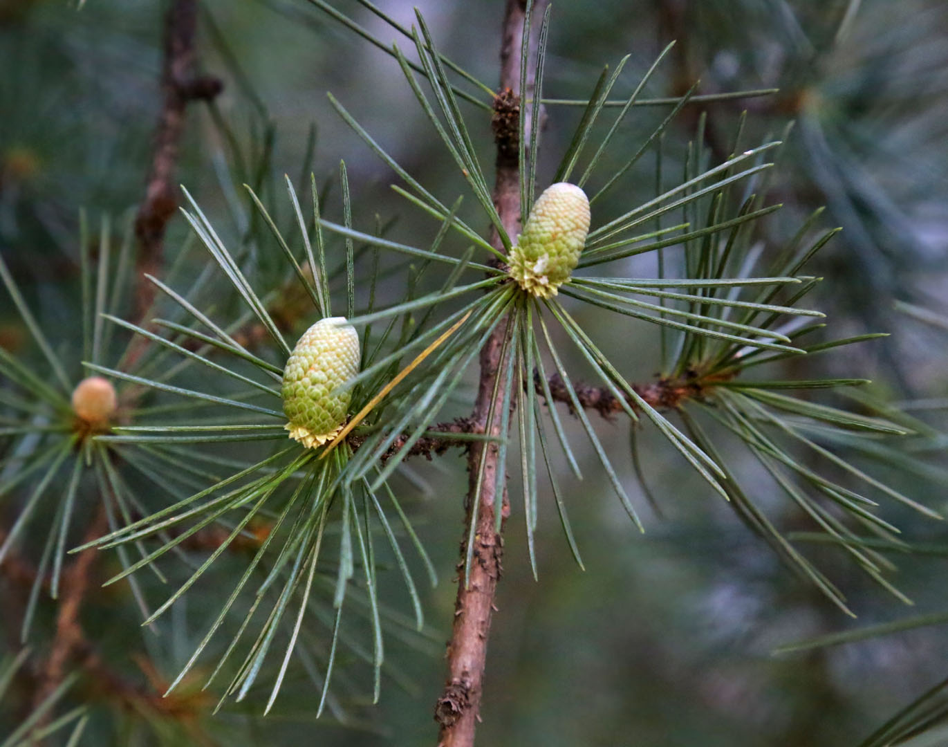 Изображение особи род Cedrus.