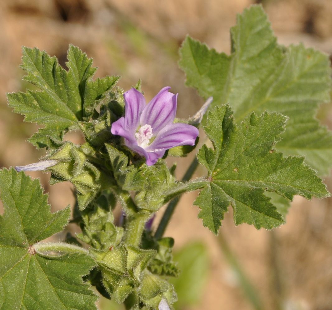 Image of Malva nicaeensis specimen.