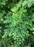 Смотреть изображение Thalictrum minus