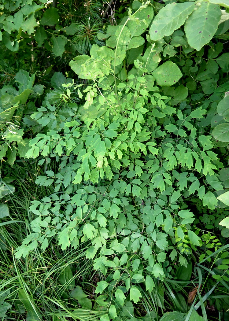 Image of Thalictrum minus specimen.