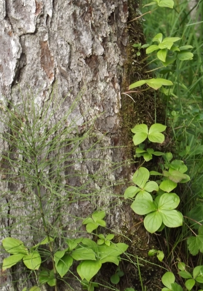 Изображение особи Chamaepericlymenum canadense.