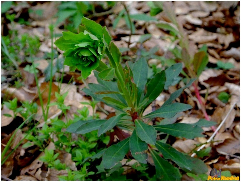 Image of Euphorbia amygdaloides specimen.