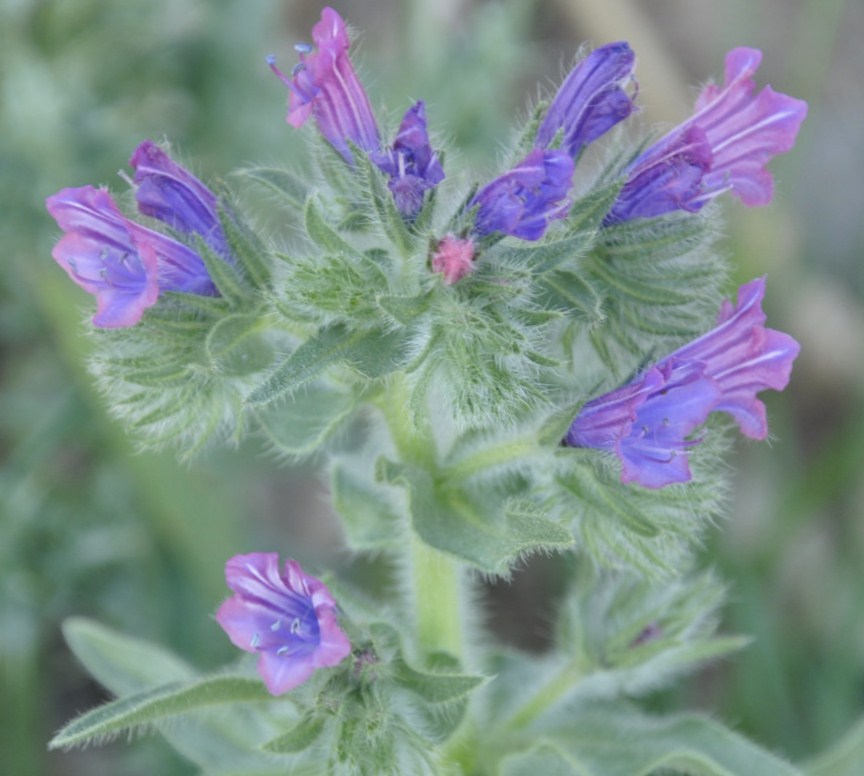 Изображение особи Echium plantagineum.