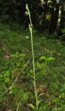 Ophrys oestrifera. Цветущее растение. Краснодарский край, м/о город-курорт Сочи, окр. с. Хлебороб, лиственный лес. 12 июня 2017 г.