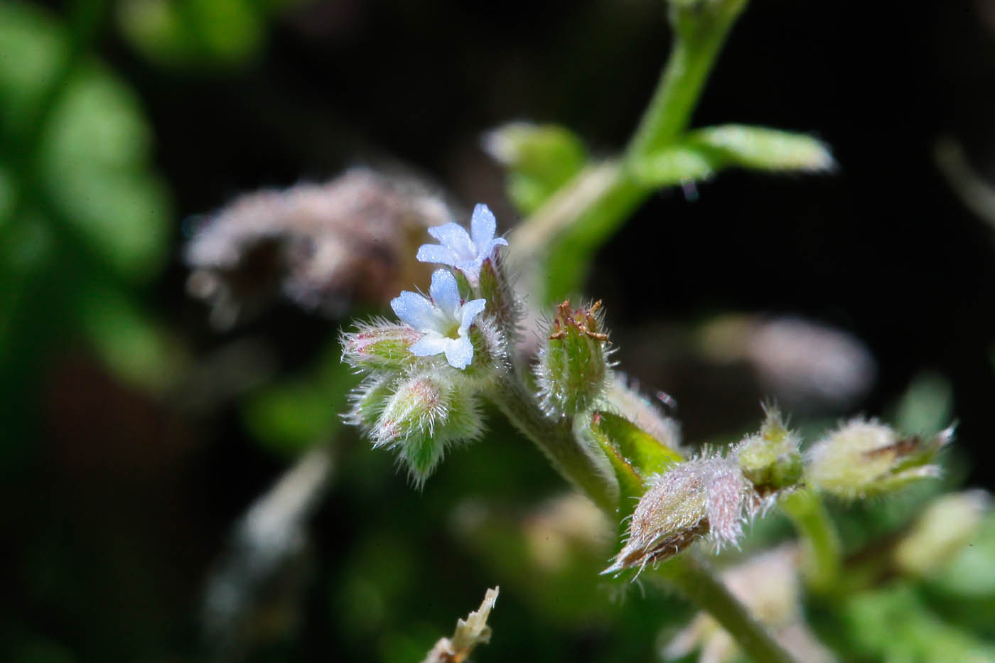 Изображение особи Myosotis micrantha.