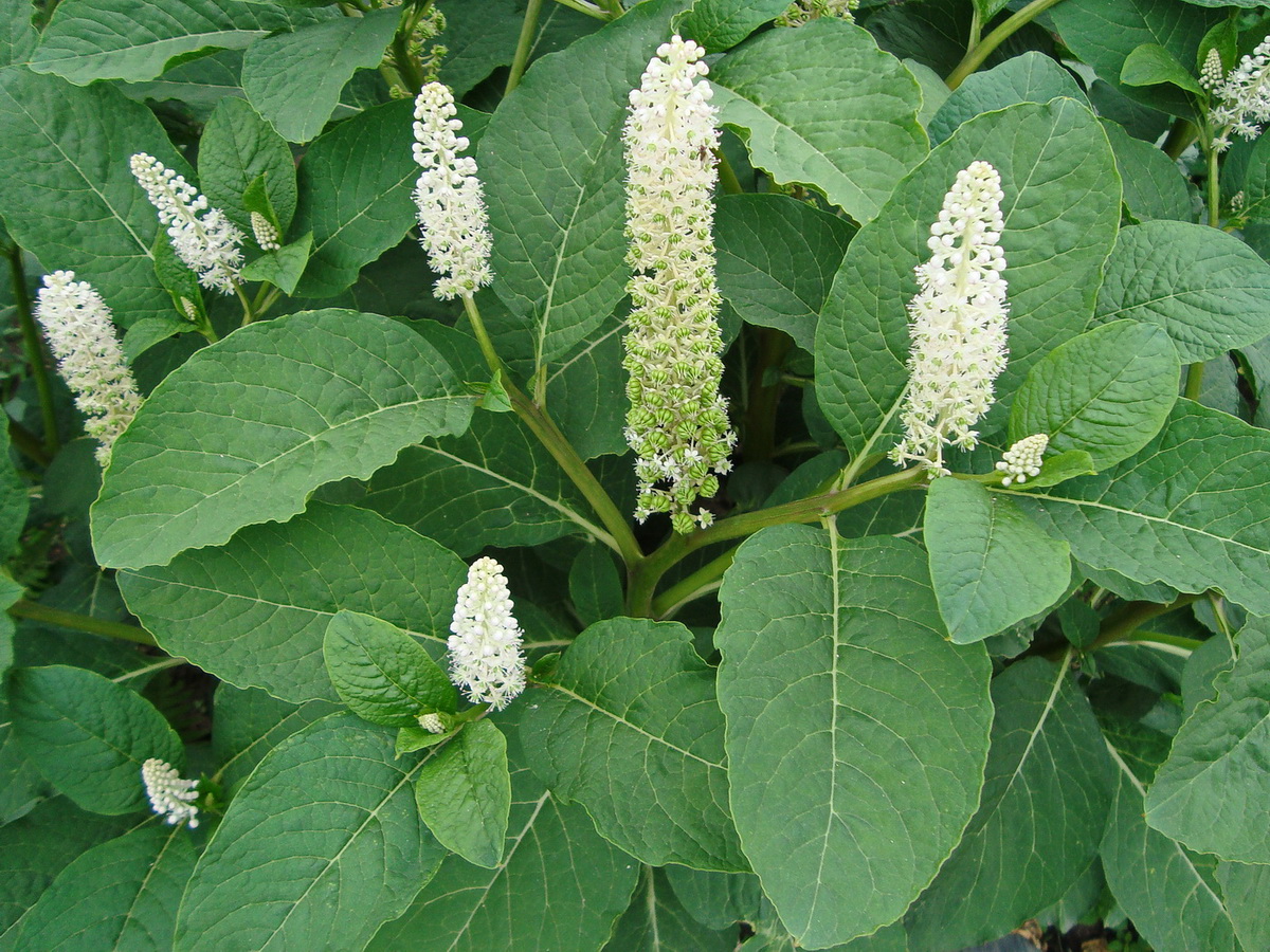 Image of Phytolacca acinosa specimen.