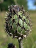 Centaurea scabiosa. Нераскрывшееся соцветие. Свердловская обл., окр. г. Североуральск, разнотравный склон известняковой скалы. 03.08.2009.