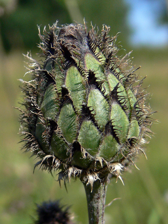 Image of Centaurea scabiosa specimen.