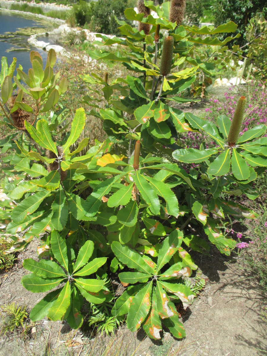 Image of Banksia robur specimen.