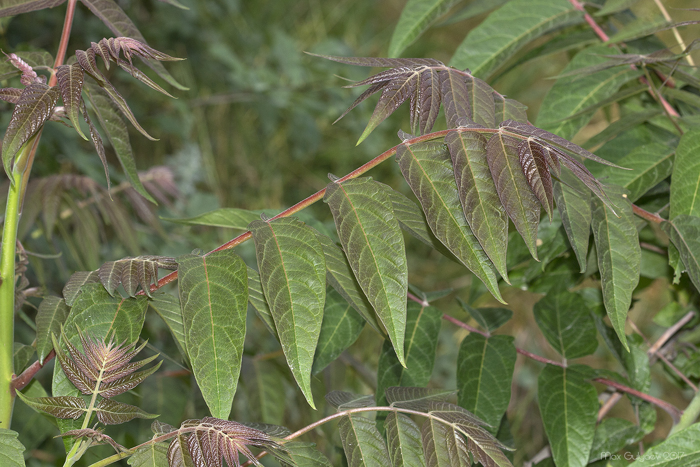 Image of Ailanthus altissima specimen.