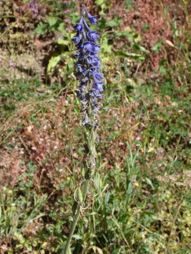 Image of Delphinium freynii specimen.