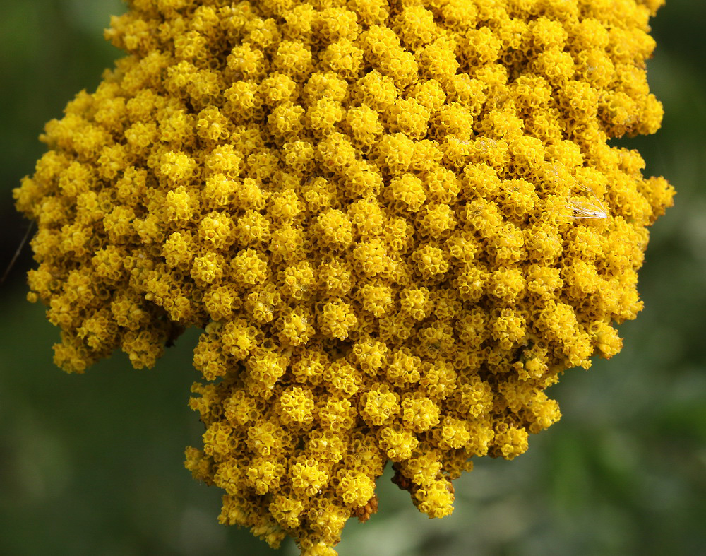 Image of Achillea filipendulina specimen.