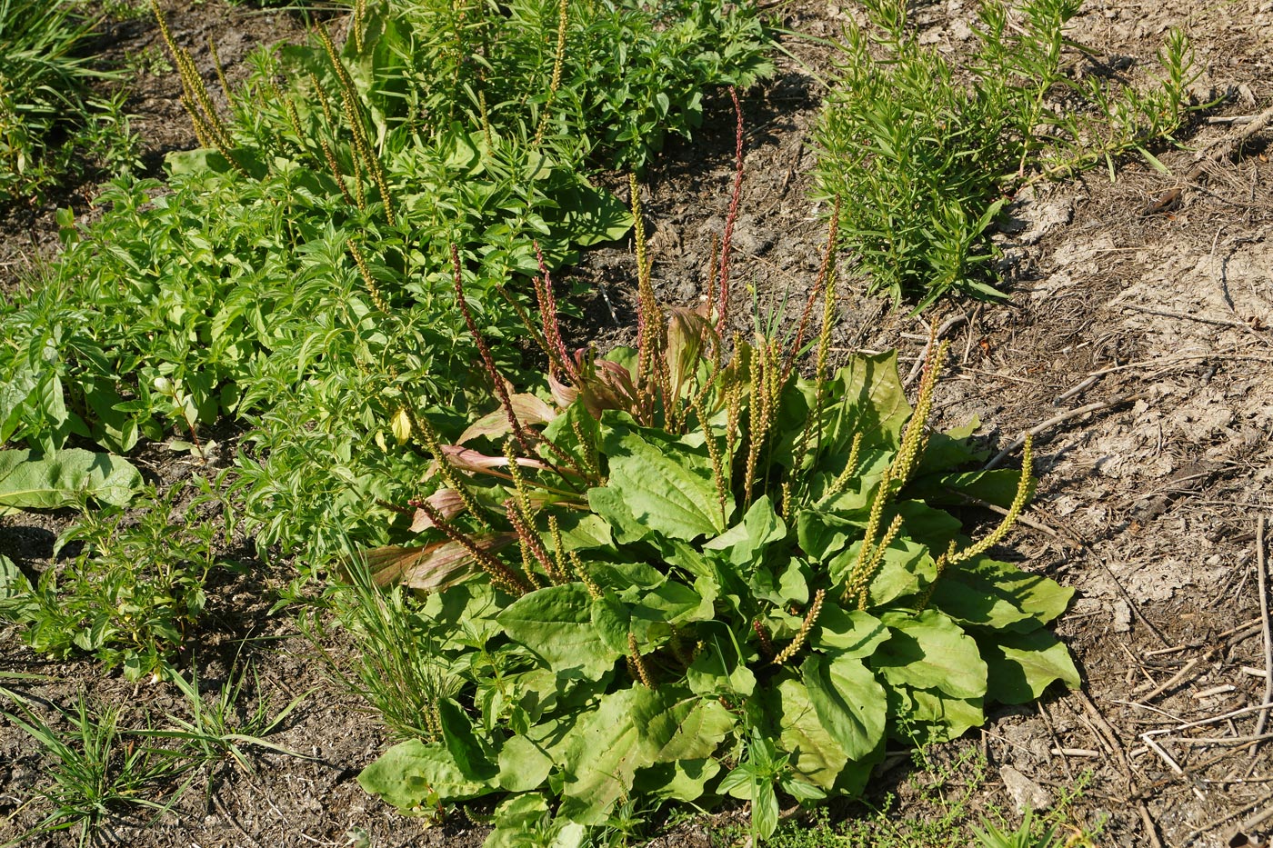 Image of Plantago major specimen.