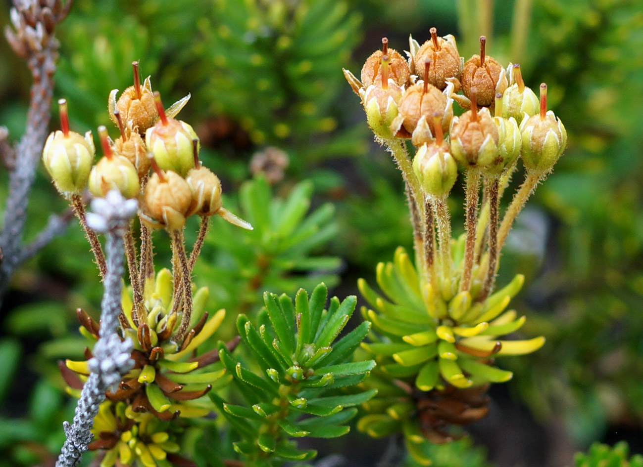 Image of Phyllodoce aleutica specimen.