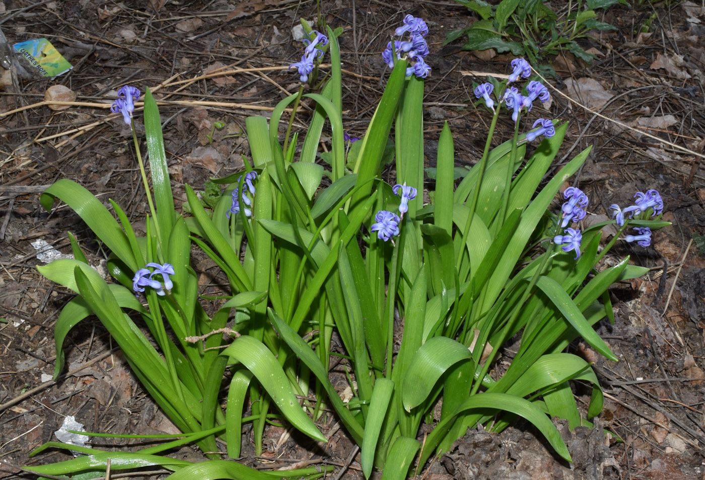 Image of Hyacinthus orientalis specimen.