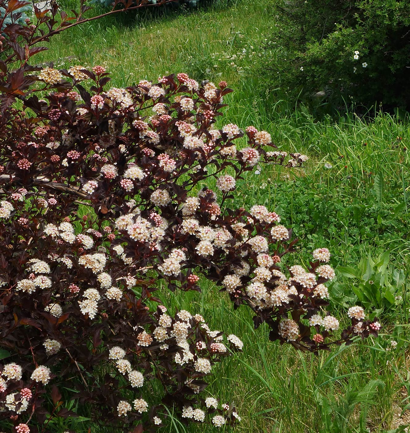 Image of Physocarpus opulifolius specimen.