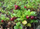 Vaccinium vitis-idaea. Верхушки побегов с плодами. Якутия, Мирнинский р-н, окр. пос. Светлый, тайга. 27.08.2005.