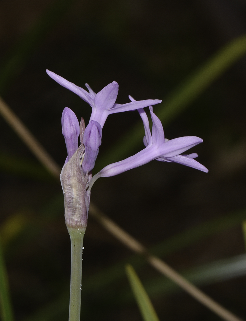 Изображение особи Tulbaghia violacea.