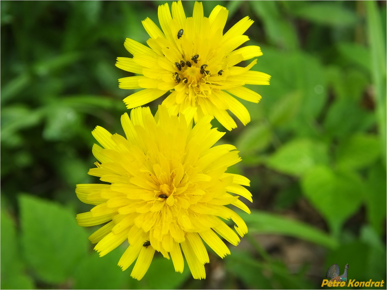 Изображение особи род Hieracium.