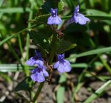 Glechoma hederacea. Цветки. Восточный Казахстан, г. Усть-Каменогорск, восточные окр., Лесхоз, пологий склон сопки. 27.05.2018.