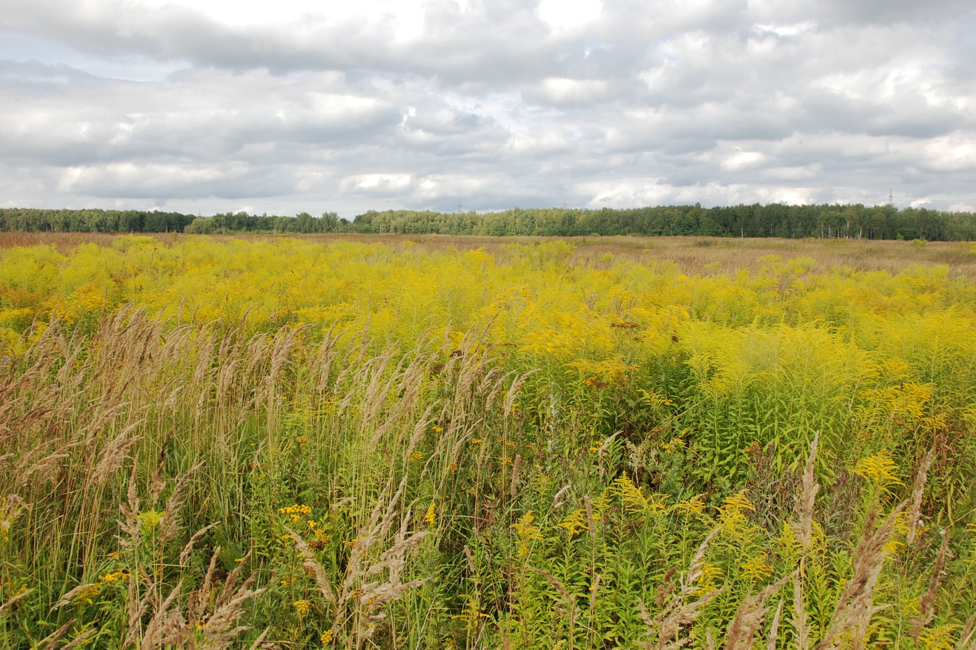 Image of Solidago gigantea specimen.