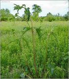 Phlomoides tuberosa. Вегетирующее растение. Чувашия, окр. г. Шумерля, Кумашкинский заказник, Соколова поляна. 1 июня 2010 г.