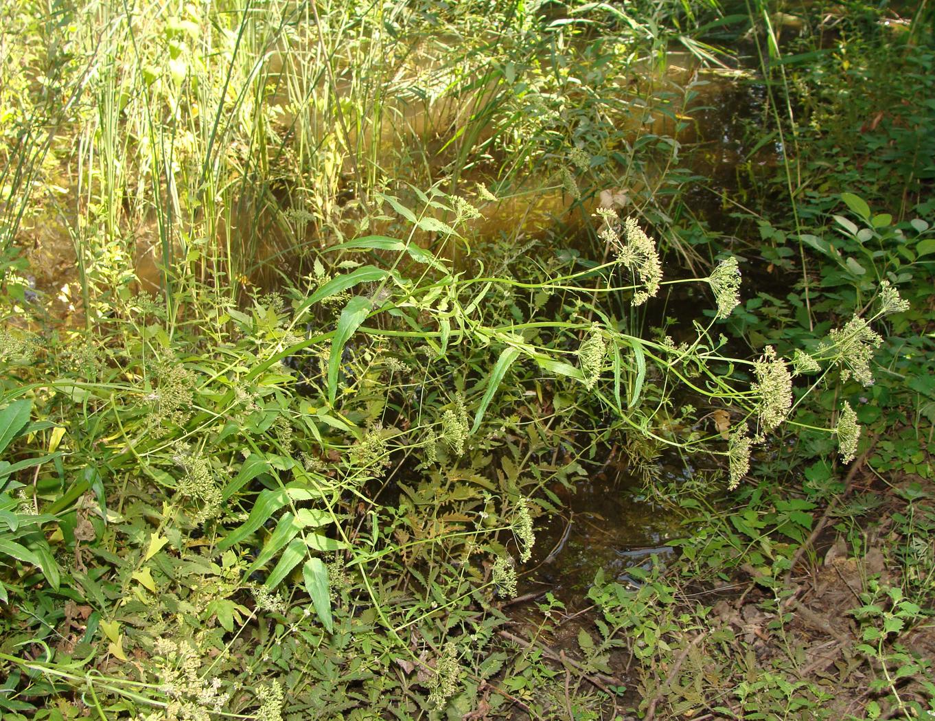 Image of Sium latifolium specimen.