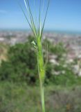 Aegilops biuncialis. Верхушка побега с соцветием. Дагестан, г/о Махачкала, гора Тарки-Тау, травянистый склон. 09.05.2018.