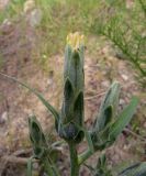 Scorzonera bracteosa. Верхушка зацвётшего растения. Таджикистан, Хатлонская обл., Шамсиддин-Шохинский р-н, ущелье р. Ходжигалтон, щебнистая осыпь. 03.06.2018.