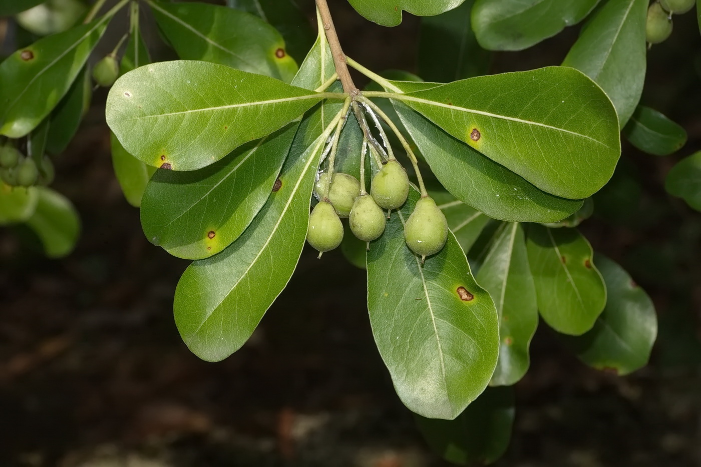 Image of genus Pittosporum specimen.