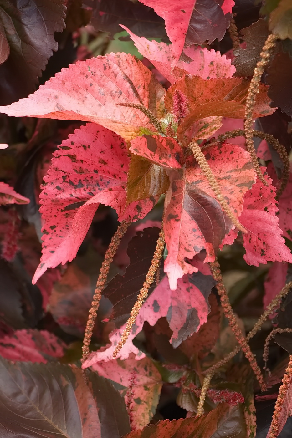 Image of Acalypha wilkesiana specimen.