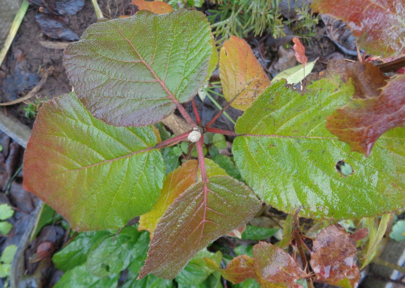 Image of Viburnum lantana specimen.