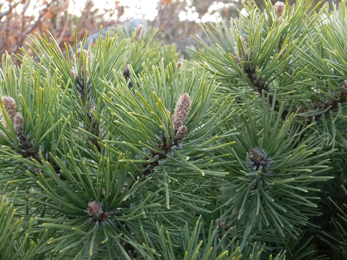 Image of Pinus mugo specimen.